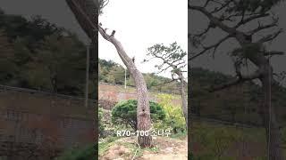 R70~100 소나무 장송 특수목 010-9315-8804