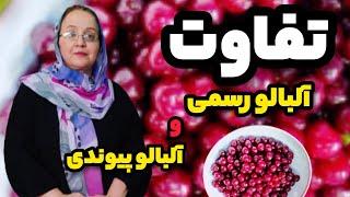 تفاوت آلبالو رسمی و پیوندی - تشخیص آلبالو پیوندی و رسمی - فواید آلبالو