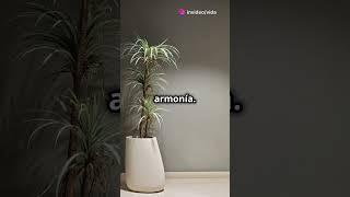  Feng Shui con Plantas: Equilibra Energías y Atrae Prosperidad 