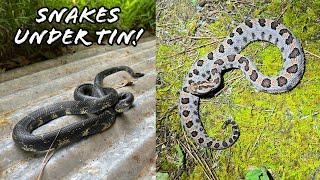 Fall Herping is Here! Snakes Under Tin and Stunning Pygmy Rattlesnake in Georgia!