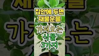 집안에 두면 재물운을 가져오는 식물 3가지