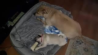 Bone swap.