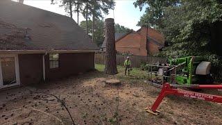 Removing 7 big pines with a crane