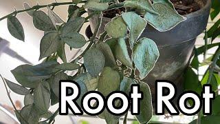 What is Root Rot & How I deal with it | Hoya krohniana super silver