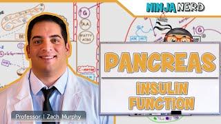 Endocrinology | Pancreas: Insulin Function