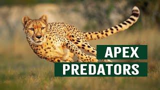 The Ruthless Apex Predators At The Top Of The Animal Kingdom | Top Cats Documentary