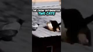 Crow Gets Two Cats To Fight Each other #shorts #joerogan #crow #cat