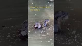 Cute sounds otters make when eating.