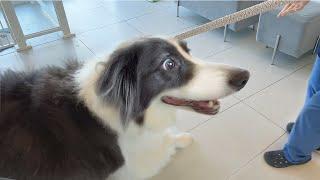 When the Smart Border Collie Recognizes Her Vet on a Walk