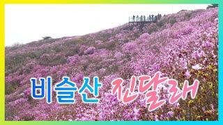 전국최고 진달래꽃 명소 - 비슬산 진달래꽃