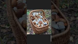 ГРИБНИКИ В ЭКСТАЗЕ КОСЯТ БЕЛЫЕ ГРИБЫ И НАКЛАДЫВАЮТ КУЧИ !