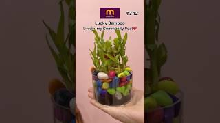 Link in my community post️ Lucky Bamboo 2 Layers With Acrylic Pot And Multi Colored Stones️#meesho
