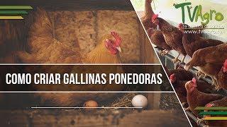 Como Criar Gallinas Ponedoras - TvAgro por Juan Gonzalo Angel