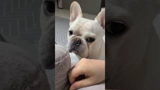 멈추지마‼️ 네버스탑‼️ 마사지 중독 프렌치불독 장꾸 강아지 #frenchbulldog #bulldog #dogmassage #smiledog