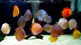 Thousands of Discus at this Professional Hatchery.