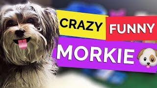 CRAZY FUNNY MORKIE PUPPY