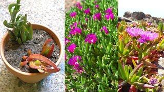 How To Grow and Propagate Cold Hardy Ice Plant (Carpobrotus) Succulent