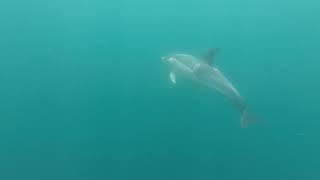 Dinghy cruising a Welsford 'navigator': messing about in a boat and watching porpoise