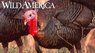 Wild America | S10 E9 Wild Turkey Part 1 | Full Episode HD