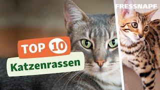 Top 10 Katzenrassen