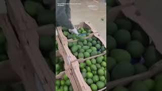 Police Seize Cocaine Concealed in Shipment of Avocados