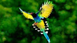 5 Most Beautiful Magpies In The World