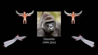 Harambe Expresses His Sexuality