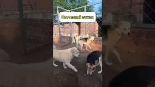 Вожак стаи #суперсобака #собака #шокконтент