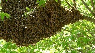 How to catch a HONEY BEE SWARM