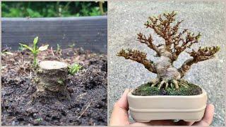 how to make mini bonsai | wrightia religiosa (water jasmine) / anting putri mame | jeliti