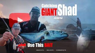 Catching 5 KG Shad (Tailor)(Elf)(Blue fish) | KZN Fishing Expedition | ASFN Rock & Surf