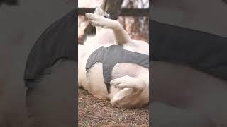 진고리즘 #shorts :)
