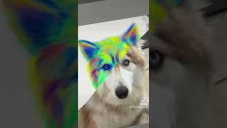 “Can your surprise me with a colorful digital painting of my dog?” Sure! #art #digitalpainting #dog