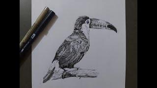 Toucan Bird Drawing Using Cross Hatching Technique -| TIMELAPSE