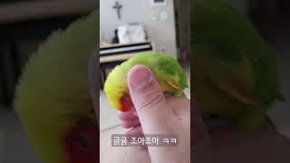 긁긁 즐기는 앵이 #Shorts