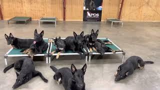 What Is A Bi-Black German Shepherd? Bach v. Prufenpuden & Nine Progeny "Y" Litter Super Dogs W/Daddy