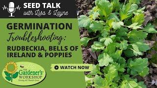 Seed Talk #56 - Germination Troubleshooting - Rudbeckia, Bells of Ireland & Poppies