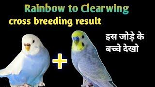 Rainbow Budgies To Clearwing Bidgies Cross Breeding Result | budgies parrot mutetion working process