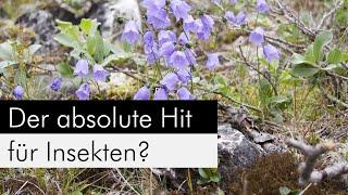 Welche Pflanzen sind der absolute Hit bei Insekten?