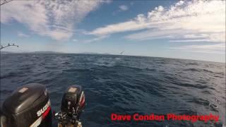 Mako shark jumping off Eagle Hawk Neck, Tasmania.