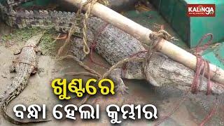 Crocodile rescued from village pond in Rajnagar || Kalinga TV