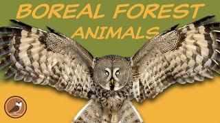 Animals of the Boreal Forest Biome  Wolf, Lynx, Moose, Hare, Owl...