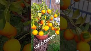 LIMÃO CRAVO, ALPORQUE COM 3 ANOS! #bonsaifacilrs #bonsai #limao #lemon #maggionibonsai #japan #eua