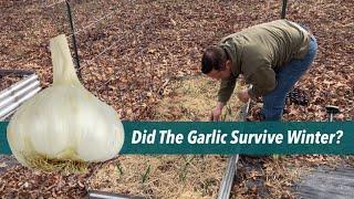 Did our first GARLIC  Survive winter ?