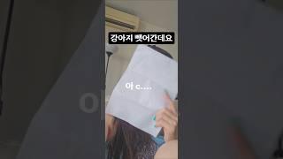 "1가구 1반려견 정책"  말레이시아 살면서 최악일 때