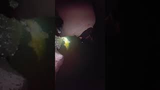 Catch and release flathead catfish