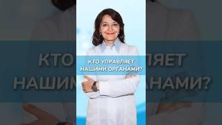 Как вегетативная нервная система влияет на организм?