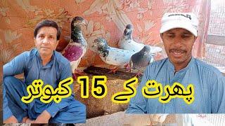 pharat ke kabootaro Ka shok||TALHA PIGEON CLUB||03208424495