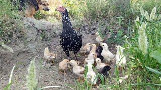 Hen and chicks with dog beautiful seen Hen full alert
