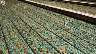 Abalone Farm - Billions of Abalone Are Raised and Harvested This Way, Abalone Processing in Factory